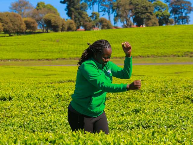 A guest walking through green tea fields near the park